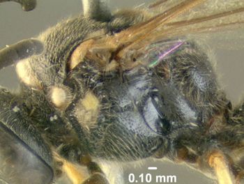 Media type: image;   Entomology 603053 Aspect: thorax lateral